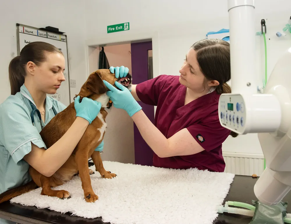 About Pike Moor Vets in Horwich, Chorley, and Bolton
